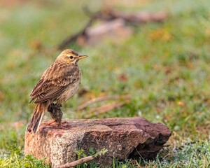 Wall Mural - Oriental Skylark on the soil in front of a lush backdrop of green foliage