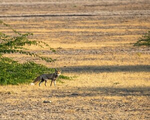 Sticker - a lone fox in a barren field next to a tree