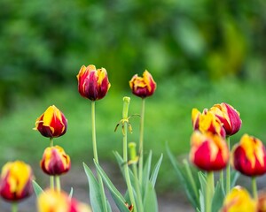 Poster - Vibrant scene featuring a lush garden of small tulips set against a backdrop of green bushes