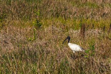 Sticker - Closeup of a black-headed ibis perched on a grassy area surrounded by shrubs and foliage