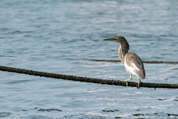 Canvas Print - Heron with vibrant blue water backdrop