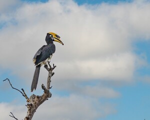 Poster - Closeup of a vibrant Oriental pied hornbill perched on a branch of tree on a sunny day