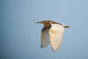 Wall Mural - Majestic squacco heron soaring through a cloudy sky