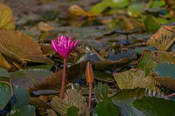 Sticker - Closeup shot of a blooming vibrant pink lily flower in a pond