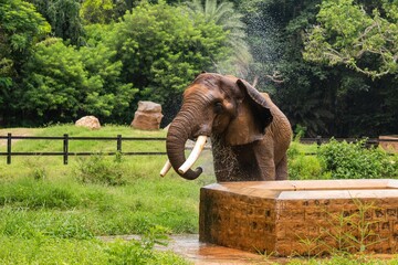 Sticker - A male Indian Asian elephant is enjoying bathing and spraying itself with water