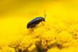 flea beetle sits on a yellow flower and sunbathes