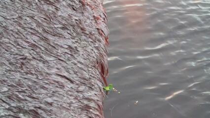 Wall Mural - Slow-motion view of a tranquil lake during sunset