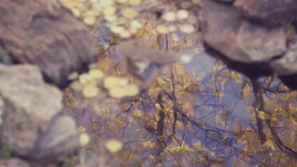 Wall Mural - closeup of a reflecting lake with yellow leaves and stones
