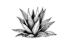 Blue Agave Ink Sketch. Tequila Ingredient Vector Drawing. Engraving Illustration Of Mexican Plant.