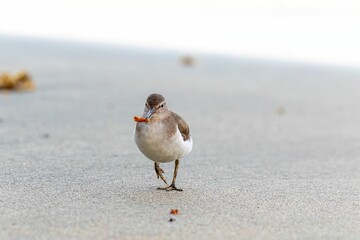 Poster - Small, brown and white feathered bird stands on a sandy beach with a food in its beak