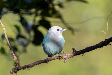 Wall Mural - blue and white bird perched on a branch near leaves on it