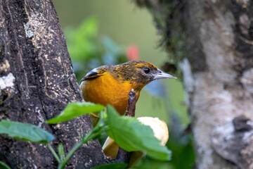 Poster - Small, vibrant bird perched on a thin tree branch in its natural habitat