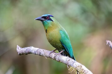 Wall Mural - Small, vibrant bird perched on a thin tree branch in its natural habitat