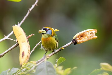 Sticker - Closeup shot of a small exotic bird perched on the tree with ripe bananas