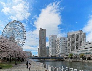 Wall Mural - Spring scenery of Yokohama Minatomirai Bay area, with view of high rise skyscrapers in background, a giant Ferris wheel in the amusement park & beautiful sakura blossom trees along a seaside promenade