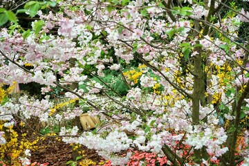 Sticker - Shot of cherry blossoms on a tree branch against a blurred background