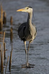 Wall Mural - Image of a majestic Grey Heron standing tall in its natural habitat