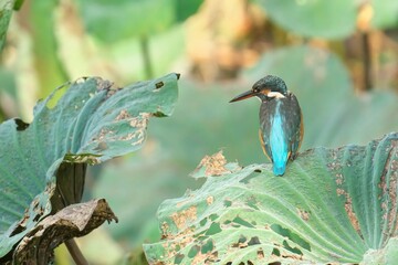 Wall Mural - Brightly-colored kingfisher bird perched on a lush, emerald-green leaf in a vibrant outdoor setting