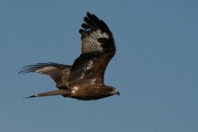 Black Kite Flying In Blue Sky