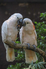 Wall Mural - Couple moluccan cockatoo bird is love and eatting in garden