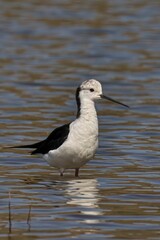 Wall Mural - Black-winged stilt standing in the water. Himantopus himantopus.