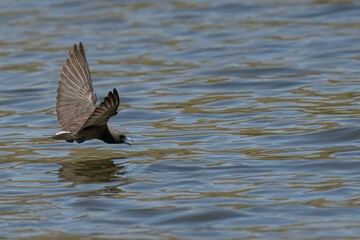 Wall Mural - Ashy woodswallow flying above the water's surface. Artamus fuscus.