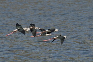 Wall Mural - Group of black-winged stilts flying above a tranquil body of water.