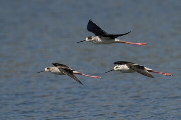 Poster - Group of black-winged stilts flying against the background of blue water.