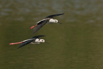 Poster - Couple of black-winged stilts during flight. Himantopus himantopus.