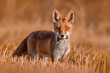 one red fox (Vulpes vulpes) stands on a harvested stubble field with a mouse in its snout and looks for prey