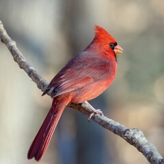 Canvas Print - Vibrant red Northern Cardinal perched atop a tree branch