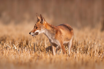 Sticker - one red fox (Vulpes vulpes) stands on a harvested stubble field with a mouse in its snout and looks for prey