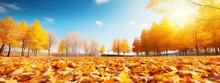 A Carpet Of Beautiful Yellow And Orange Fallen Leaves Against A Blurred Natural Park And Blue Sky On A Bright Sunny Day. Natural Autumn Landscape