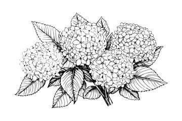 Wall Mural - Hand drawn ink sketch hydrangea flowers. Vector illustration in engraving style.