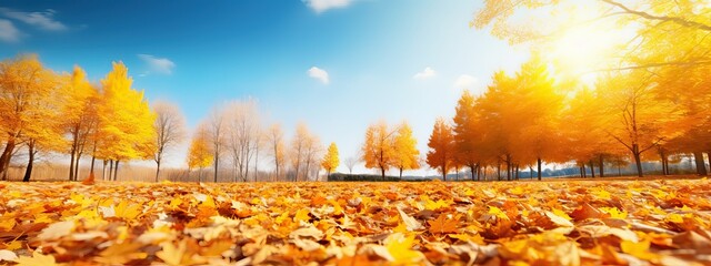 A carpet of beautiful yellow and orange fallen leaves against a blurred natural park and blue sky on a bright sunny day. Natural autumn landscape