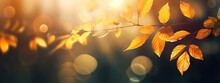Beautiful Blurred Autumn Background With Yellow-gold Leaves In The Rays Of Sunlight On A Dark Natural Background