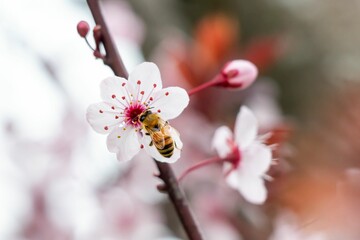 Sticker - Closeup shot of a bee on a white flower. Cherry blossom.