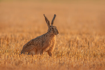 Sticker - one European hare (Lepus europaeus) sits on a harvested stubble field