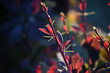 © Alexei Vinnikov - Close-up of a red plant stem with red serrated leaves and green thorns against a blurred background.
