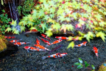 Wall Mural - A beautiful view of Japanese Koi Carp fish in a lovely pond & colorful maple leaves in a garden in Kyoto Japan ~ A brilliant image of Chinese Fancy Carp fish swimming merrily under fall foliage