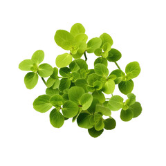 Sticker - Isolated leaves of oregano or marjoram om transparent.