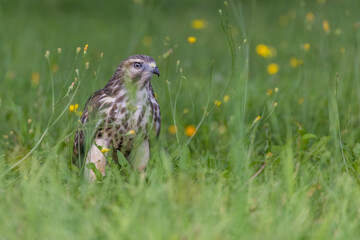 Sticker - red-shouldered hawk (Buteo lineatus) juvenile in summer