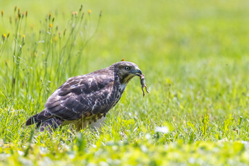 Poster - red-shouldered hawk juvenile feeding with frogs