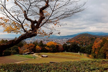 Wall Mural - Autumn scenery of a bare maple tree on a hill in Shugaku-in Imperial Villa ( Royal Park ) overlooking the urban area of Kyoto City and the distant mountains under cloudy sky in Kyoto, Kansai, Japan
