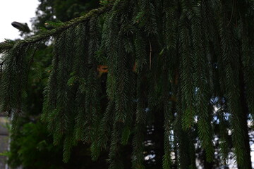 Wall Mural - Branch of European spruce or Picea abies. Cultivar Virgata or Snake branch spruce