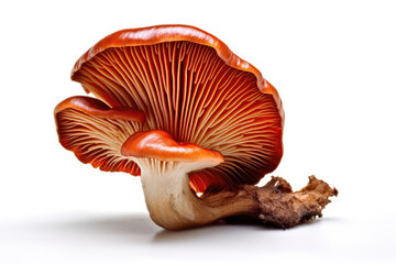 Reishi Mushroom On White Background. Generative AI