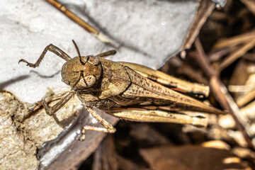 Poster - grasshopper on the ground