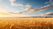 Panoramic view of golden wheat field and blue sky with clouds