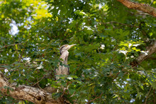Juvenile Yellow-crowned Night Heron Perched In Oak Tree