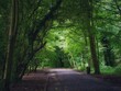 canvas print picture Tree Lined Driveway in Summer 